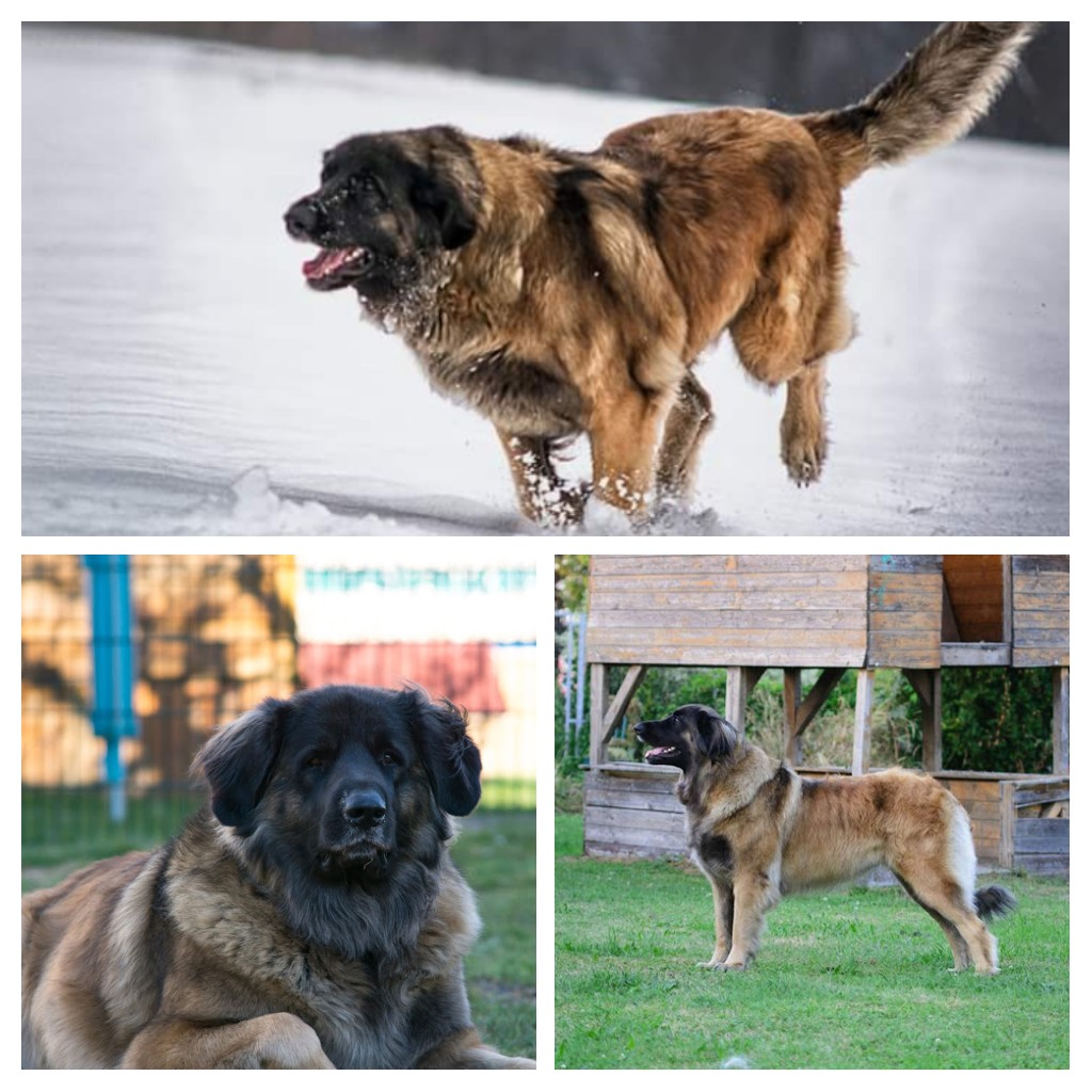 Der Leonberger Eine Hunderasse Die Das Herz Beruhrt Loki