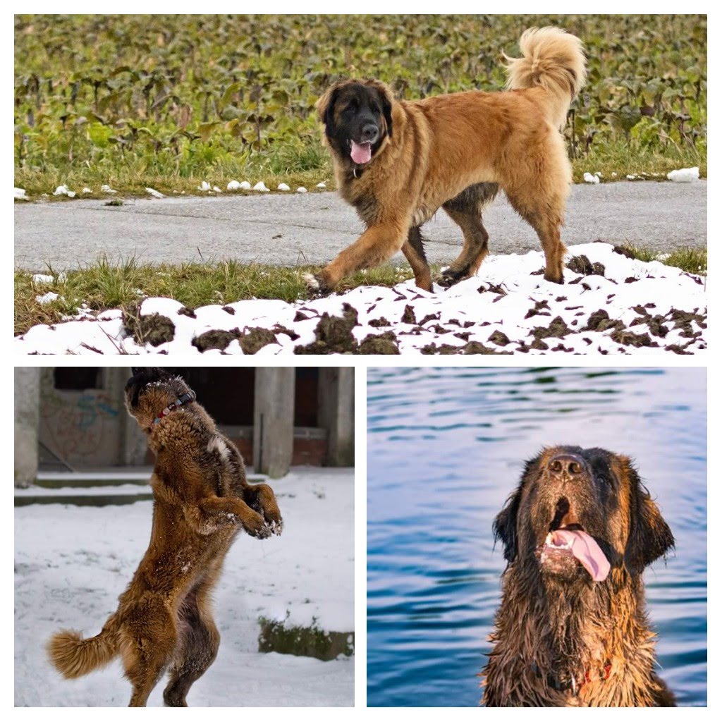 Der Leonberger Eine Hunderasse Die Das Herz Beruhrt Socke